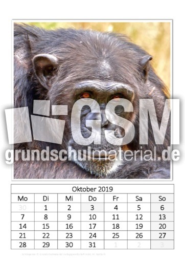 Oktober_Schimpanse.pdf